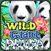 Wild Giant Panda